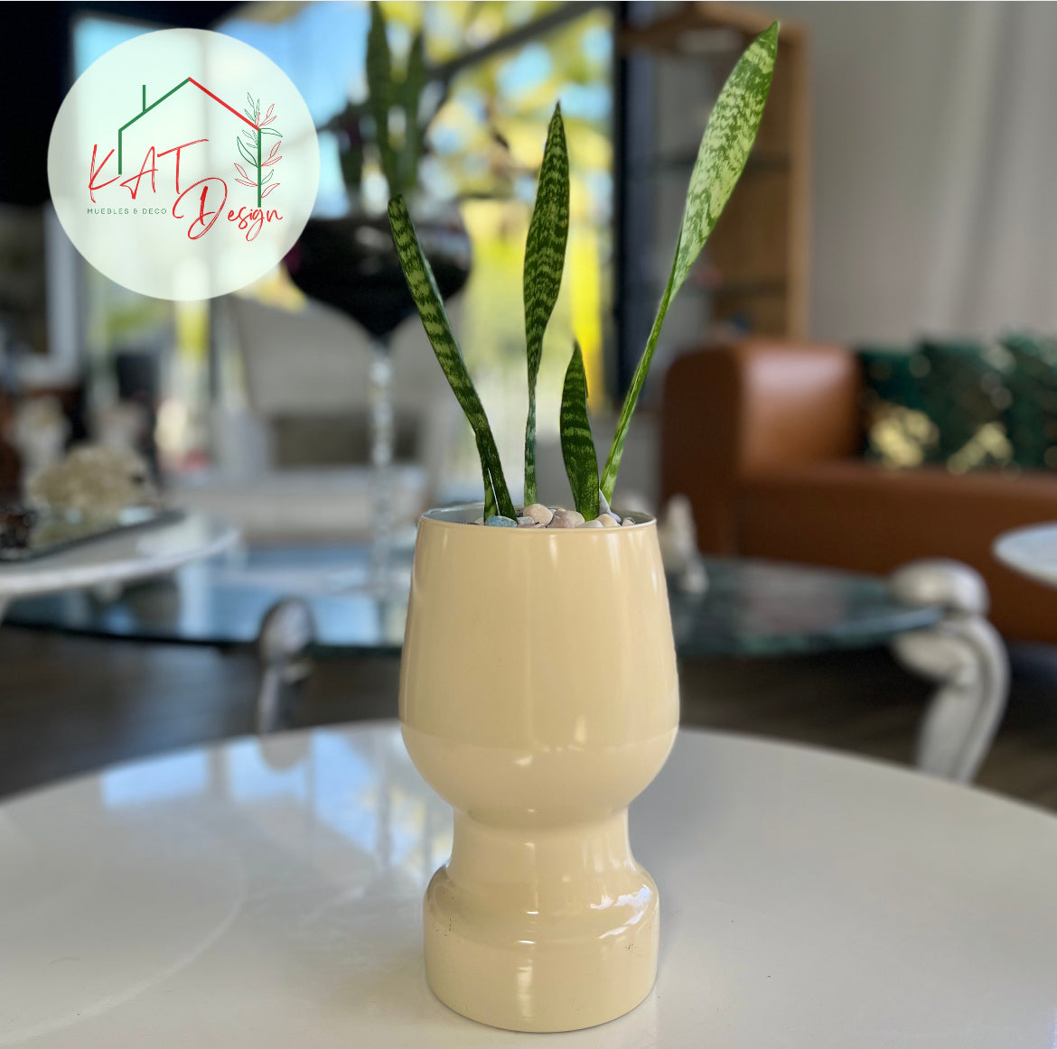 Sansevieria