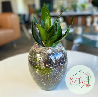 Sansevieria Black Diamond