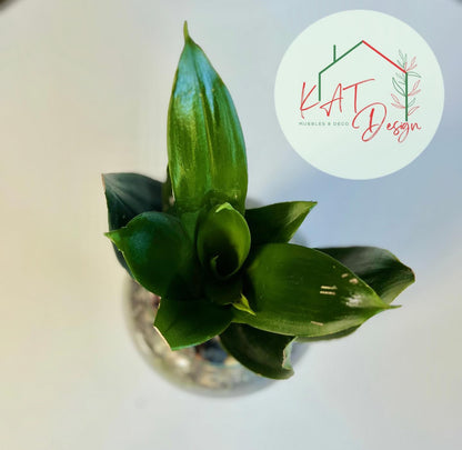 Sansevieria Black Diamond
