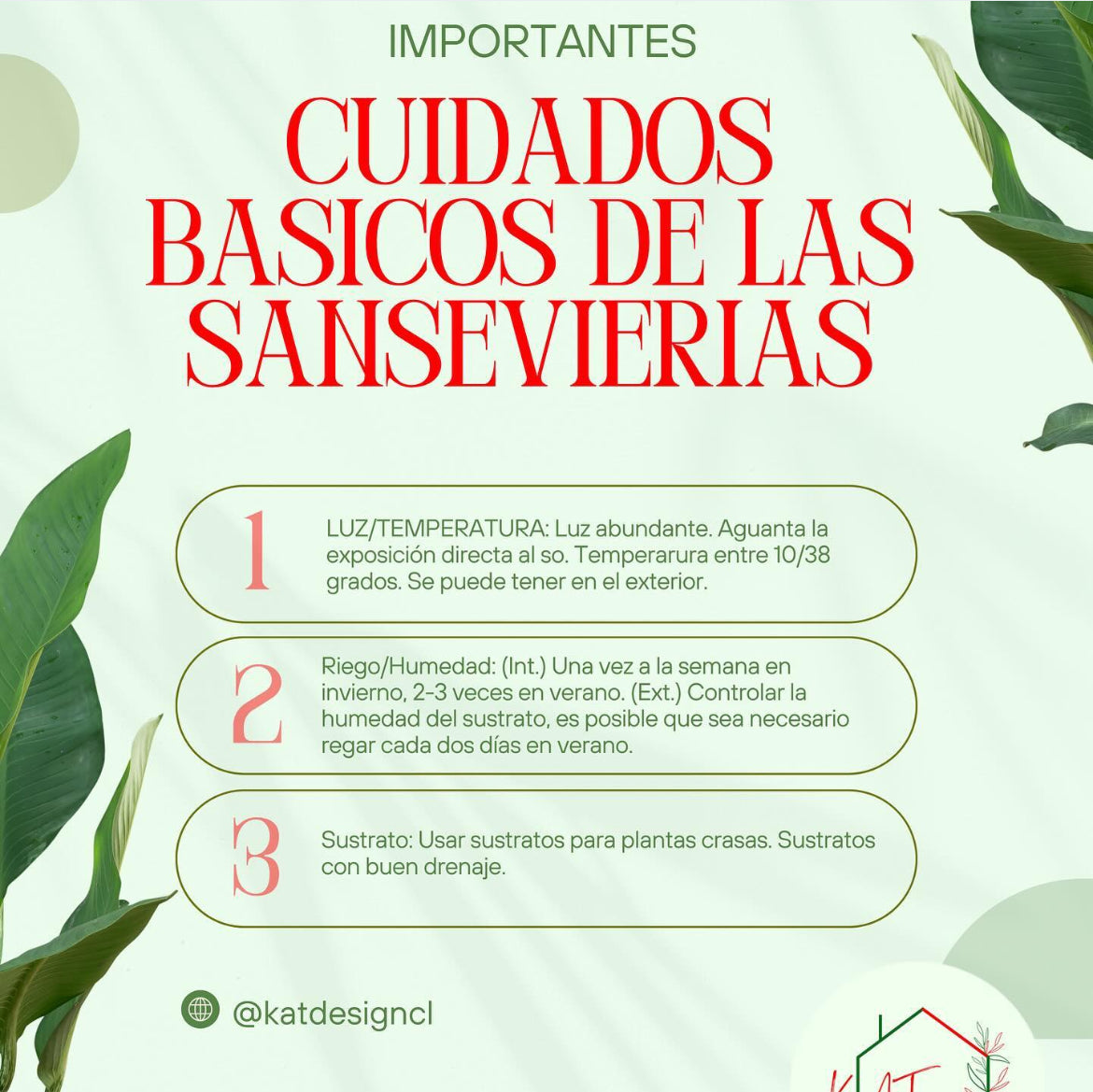 Sansevieria Black Diamond