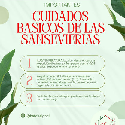 Sansevieria Black Diamond