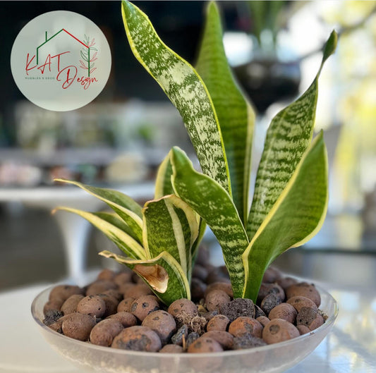 Sansevieria Laurenti