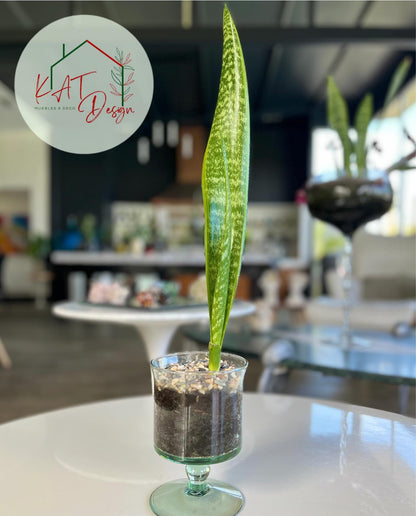 Sansevieria Aubrytniana