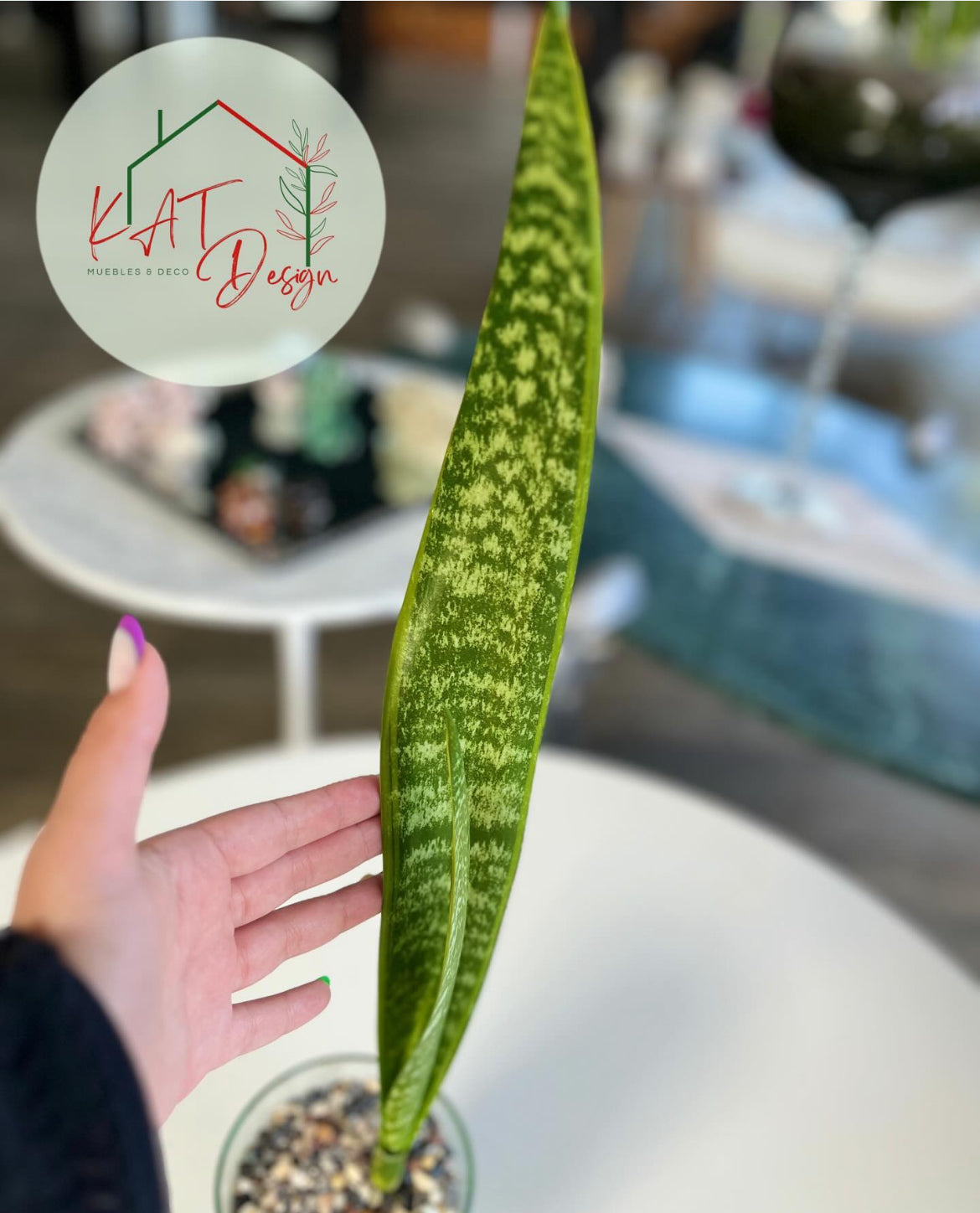 Sansevieria Aubrytniana