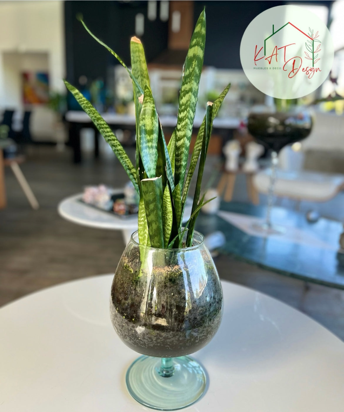 Planta Sanservieria Zeylanica