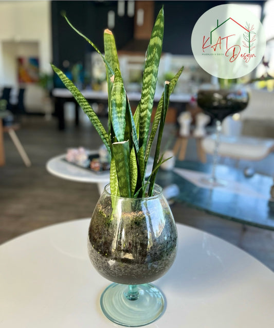Planta Sanservieria Zeylanica