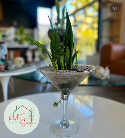 Planta Sansevieria Zeylanica