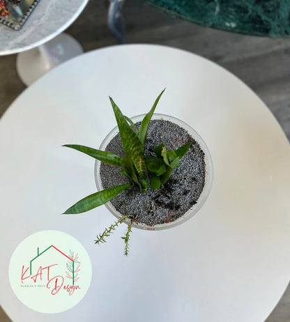 Planta Sansevieria Zeylanica