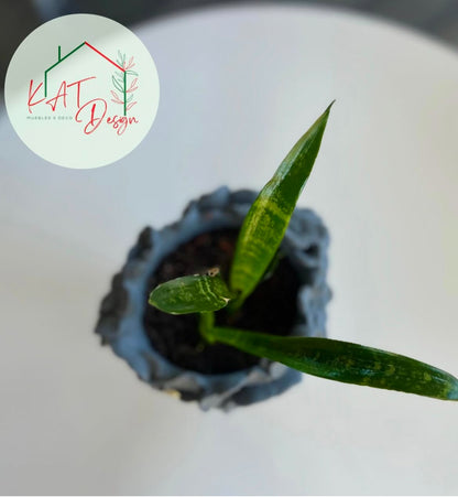 Planta Sanservieria