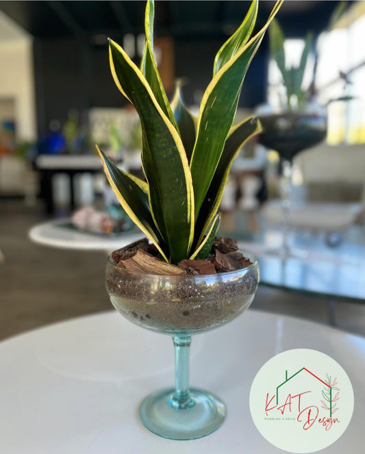 Planta Sansevieria